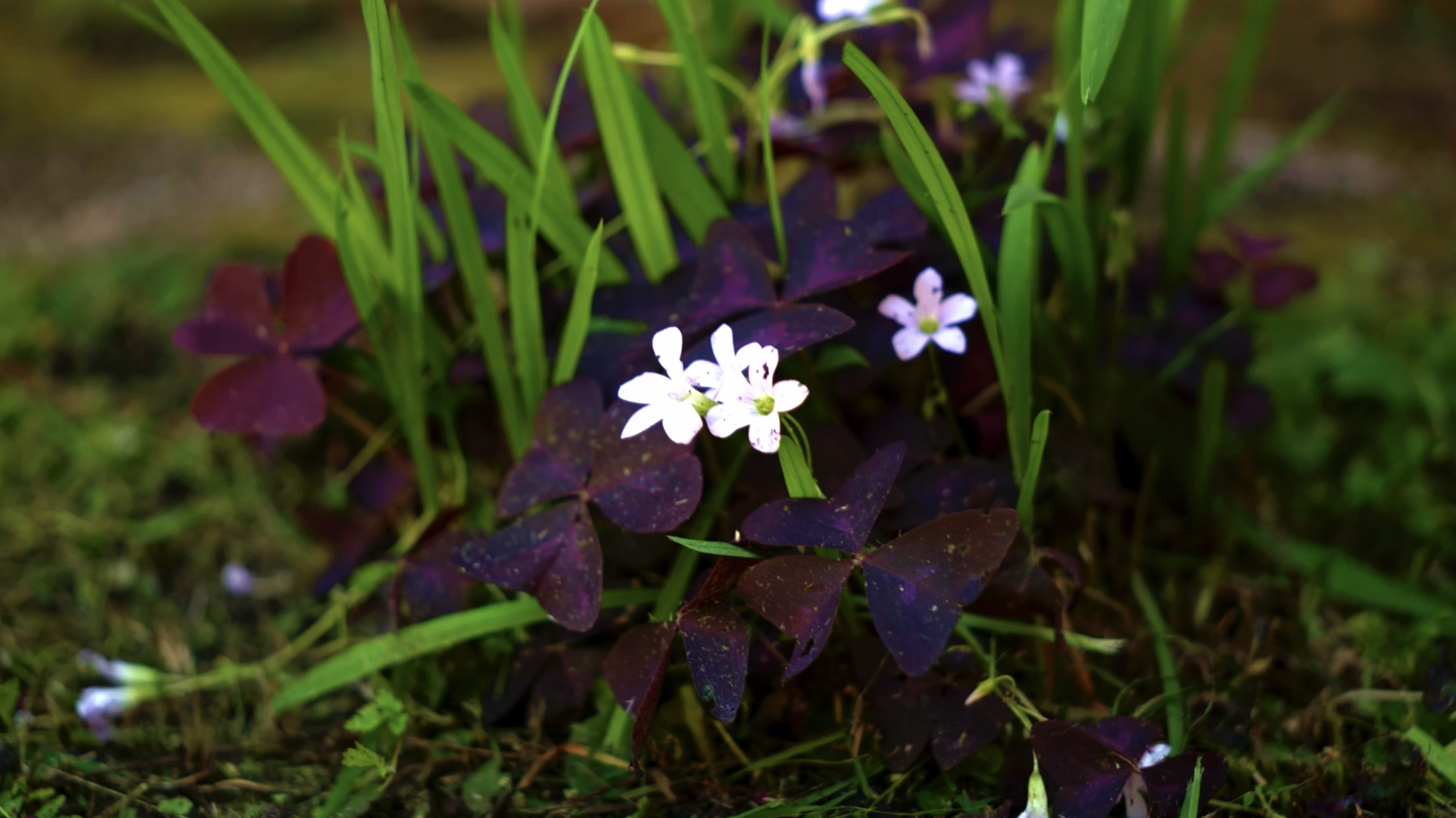 Nature and Flower