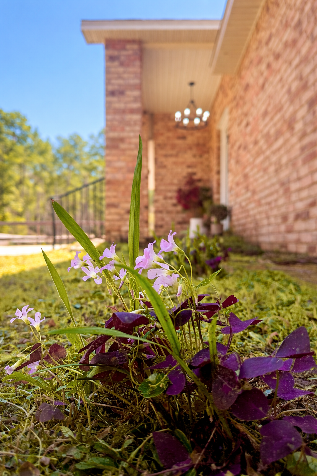 Flowers in the Front Yard