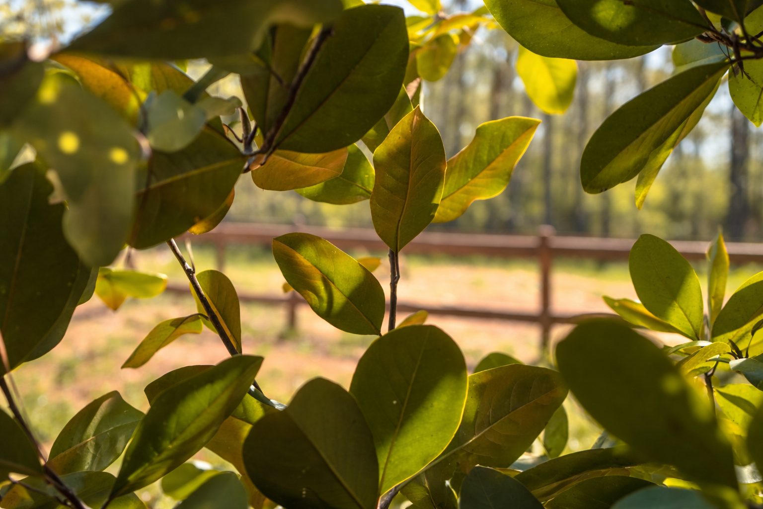Leaves Outside Backyard